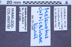 Etikette zu Melanotus chiricahuae (Knull, 1962) (NHMW-ZOO-COL-0007787)